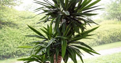 Juka je znana kot zelo trpežna rastlina