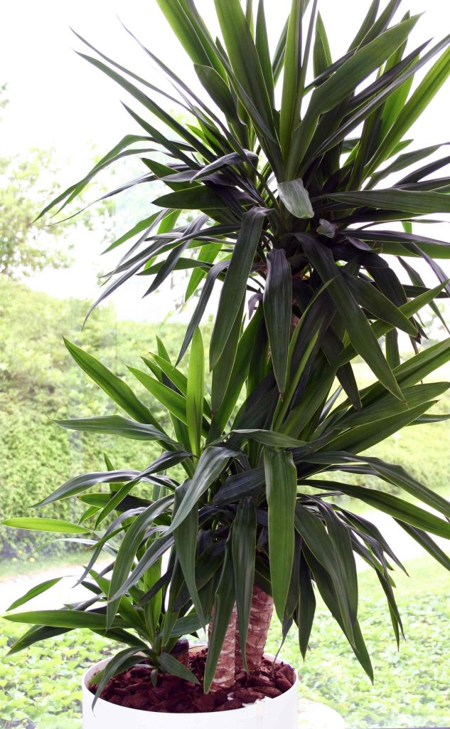 Juka oziroma drevo življenja (Yucca)