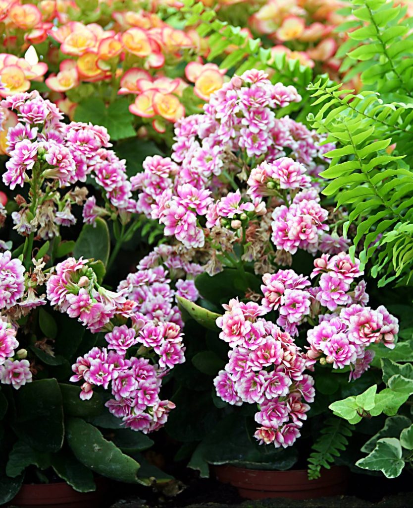 Kalanhoja je hvaležna rastlina za darilo