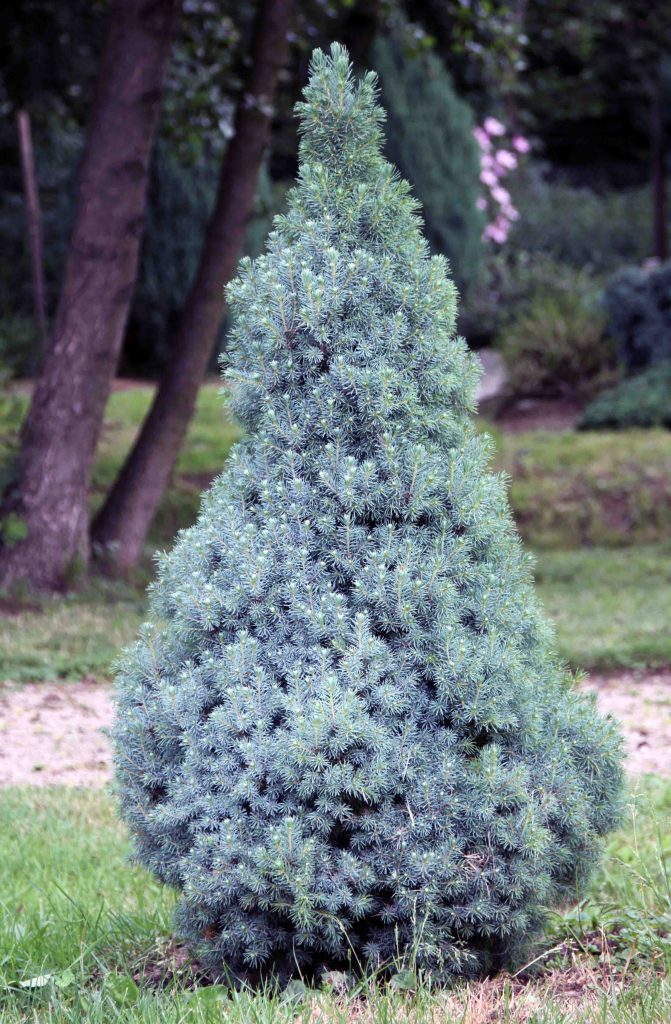 Kanadska ali bela smreka, Picea glauca 'Sanders Blue' nizek modrosiv kultivar