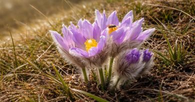 Krvomočnica ali velikonočnica (Pulsatilla grandis)
