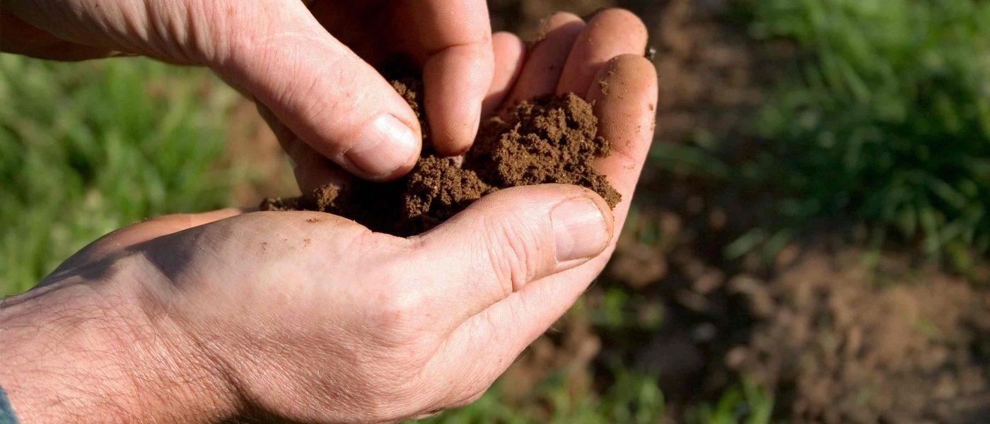 Rodovitna vrtna zemlja je polna življenja