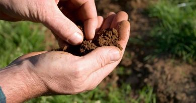Rodovitna vrtna zemlja je polna življenja