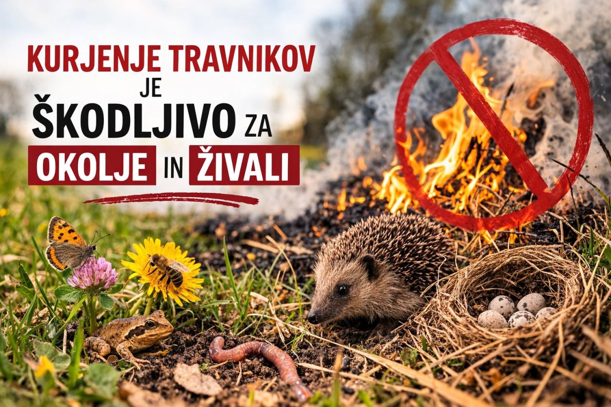 Kurjenje travnikov je škodljivo za okolje in živali