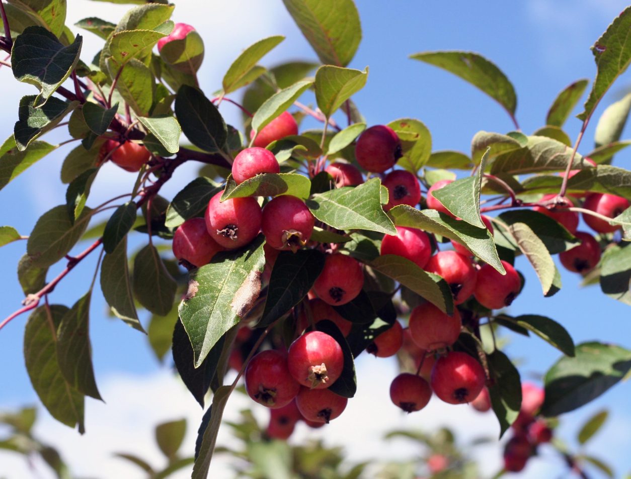 Malus floribunda, japonska cvetoča jabolka (Malus floribunda)