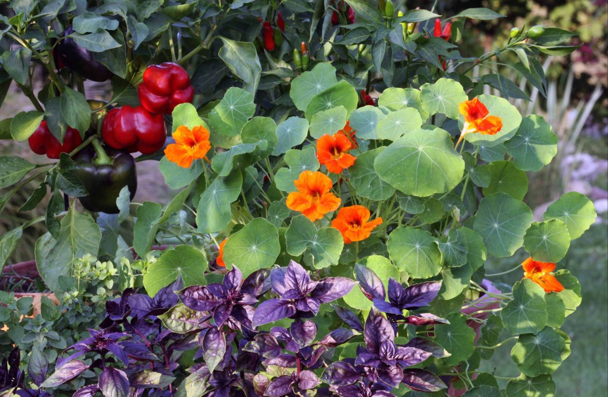 Mešana zelenjavna gredica, kapucinka škrlatna bazilika in paprika