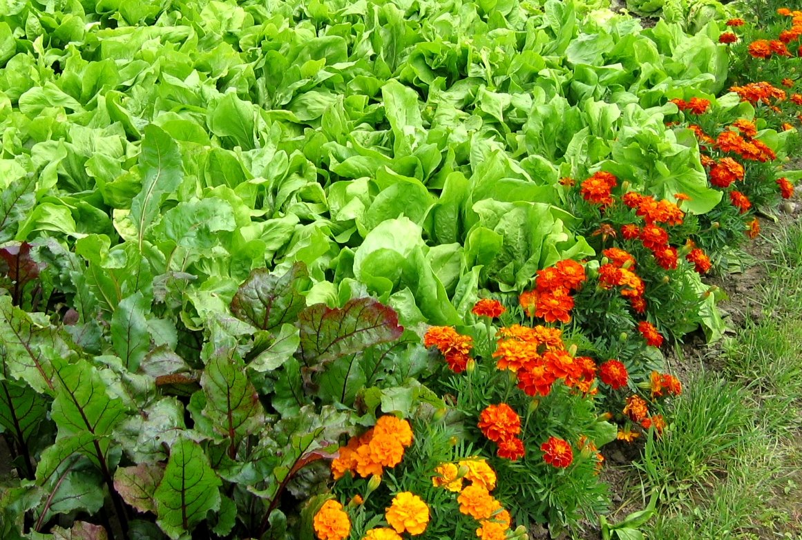 Mešani posevek špinače solate z obrobo žametnice