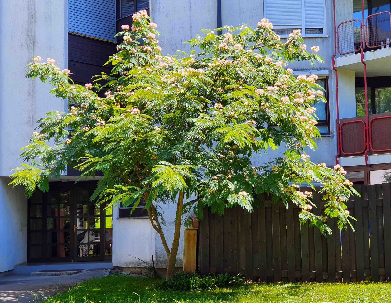 Mlada albicija (Albizia julibrissin) z značilno široko krošnjo in nežnimi rožnatimi cvetovi