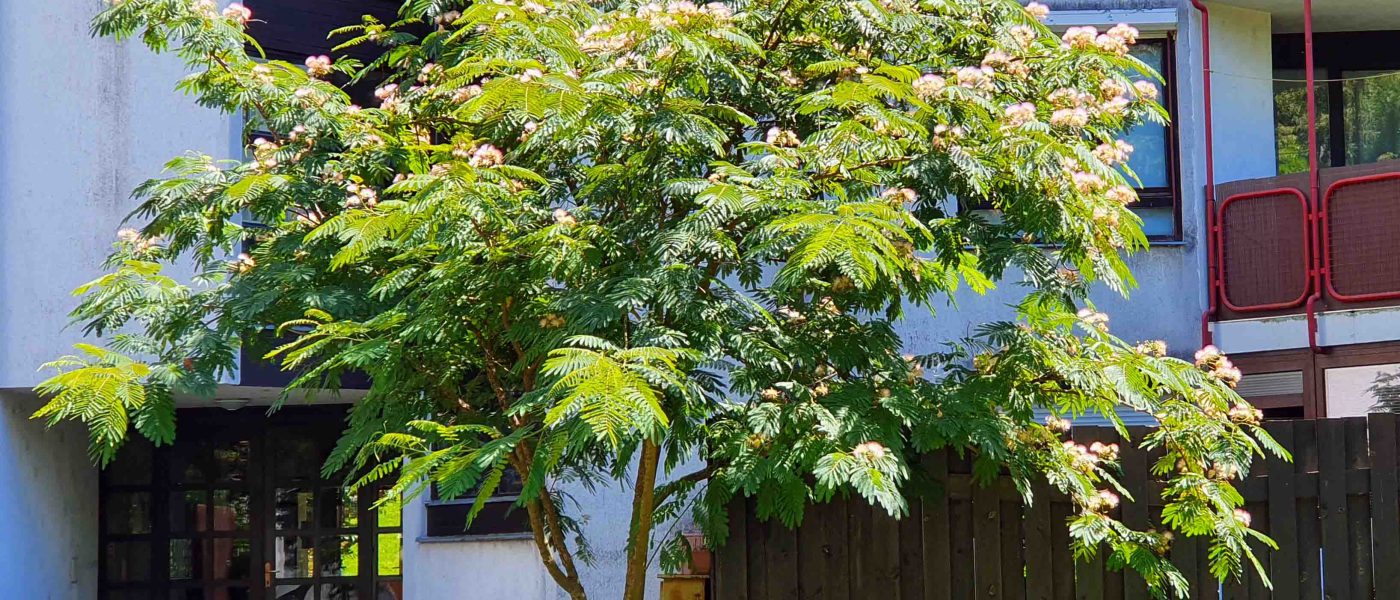 Mlada albicija (Albizia julibrissin) z značilno široko krošnjo in nežnimi rožnatimi cvetovi