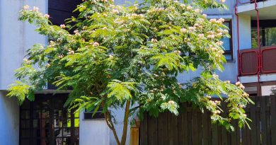 Mlada albicija (Albizia julibrissin) z značilno široko krošnjo in nežnimi rožnatimi cvetovi