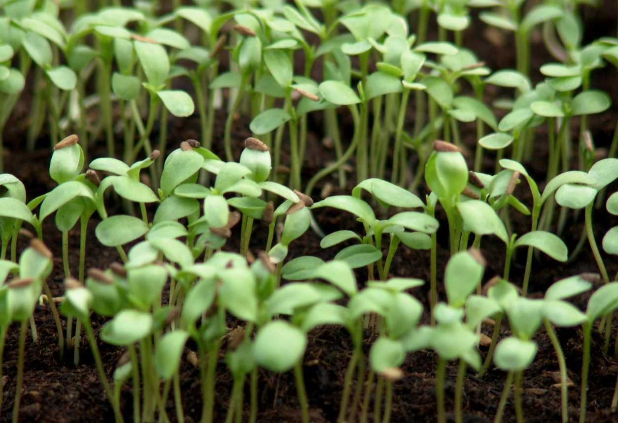 Mladi sejančki paprike v fazi razvoja prvih pravih listov