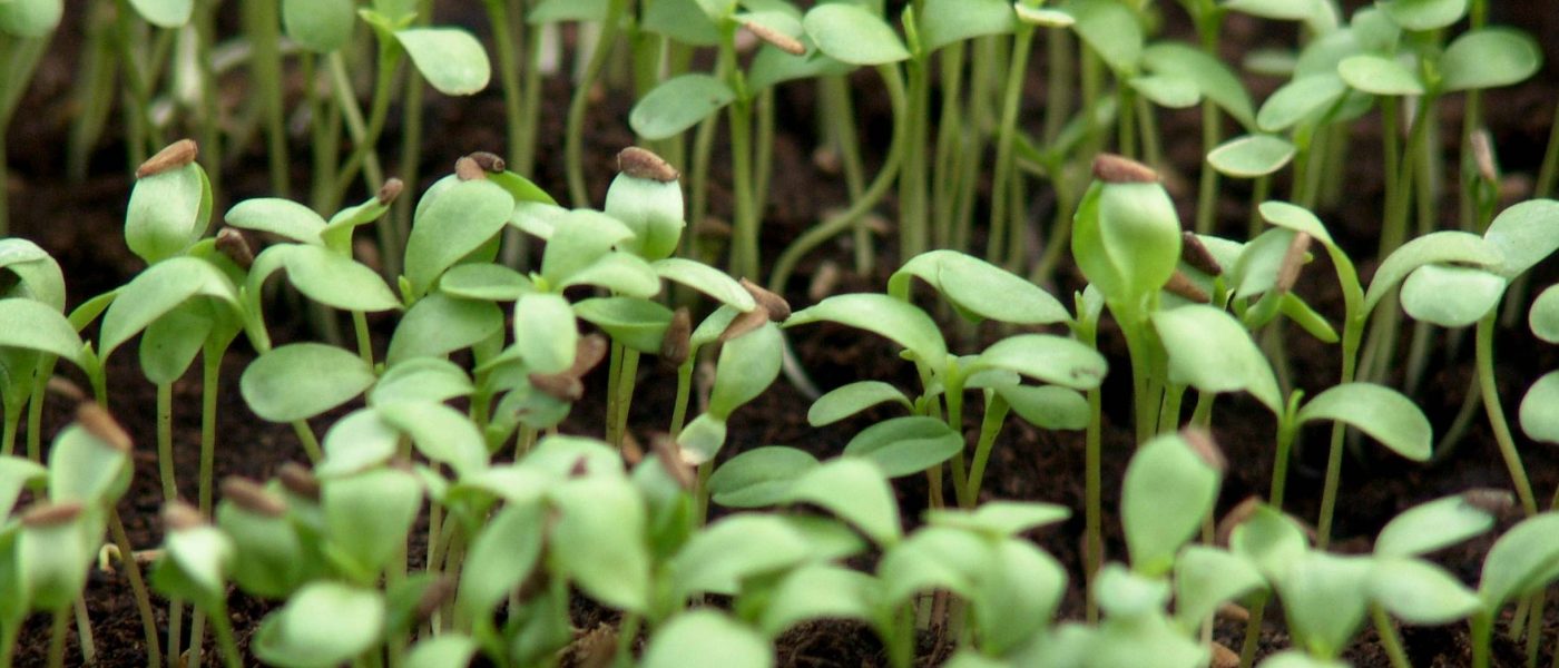 Mladi sejančki paprike v fazi razvoja prvih pravih listov