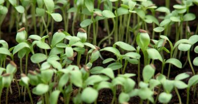 Mladi sejančki paprike v fazi razvoja prvih pravih listov