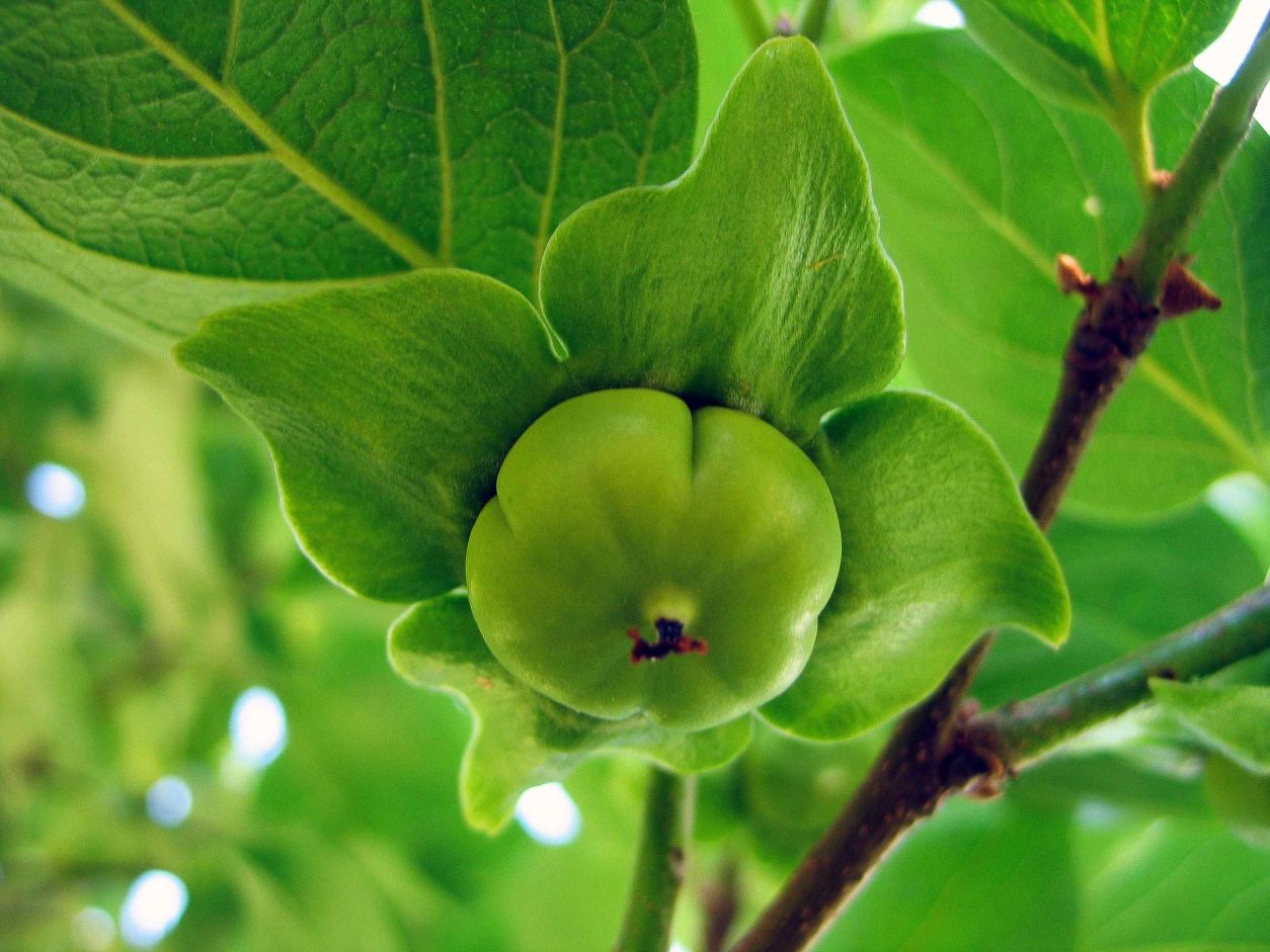 Na fotografiji je mlad plodič kakija v zgodnji fazi razvoja
