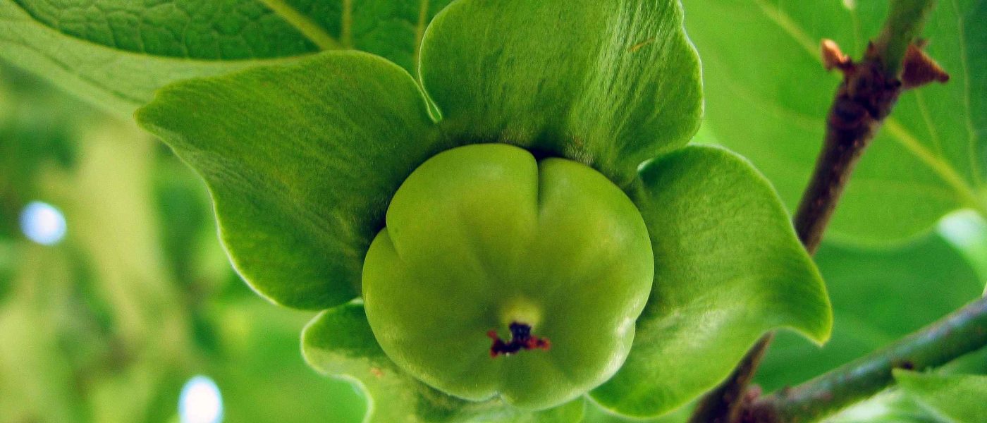 Na fotografiji je mlad plodič kakija v zgodnji fazi razvoja