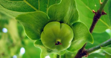 Na fotografiji je mlad plodič kakija v zgodnji fazi razvoja