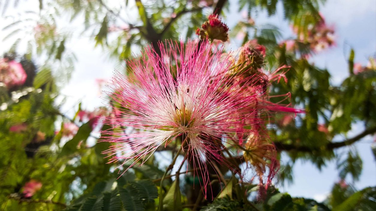 Nežni, rožnati cvet albicije (Albizia julibrissin)