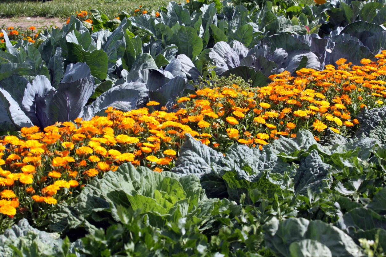 Ognjič na gredi s kapusnicami