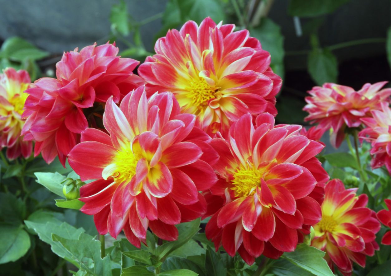 Okrasna dalija v rdeče-rumenih ognjenih barvnih odtenkih