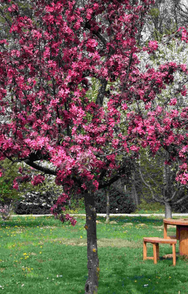 Okrasna jablana (Malus) 'Profusion' v polnem razcvetu