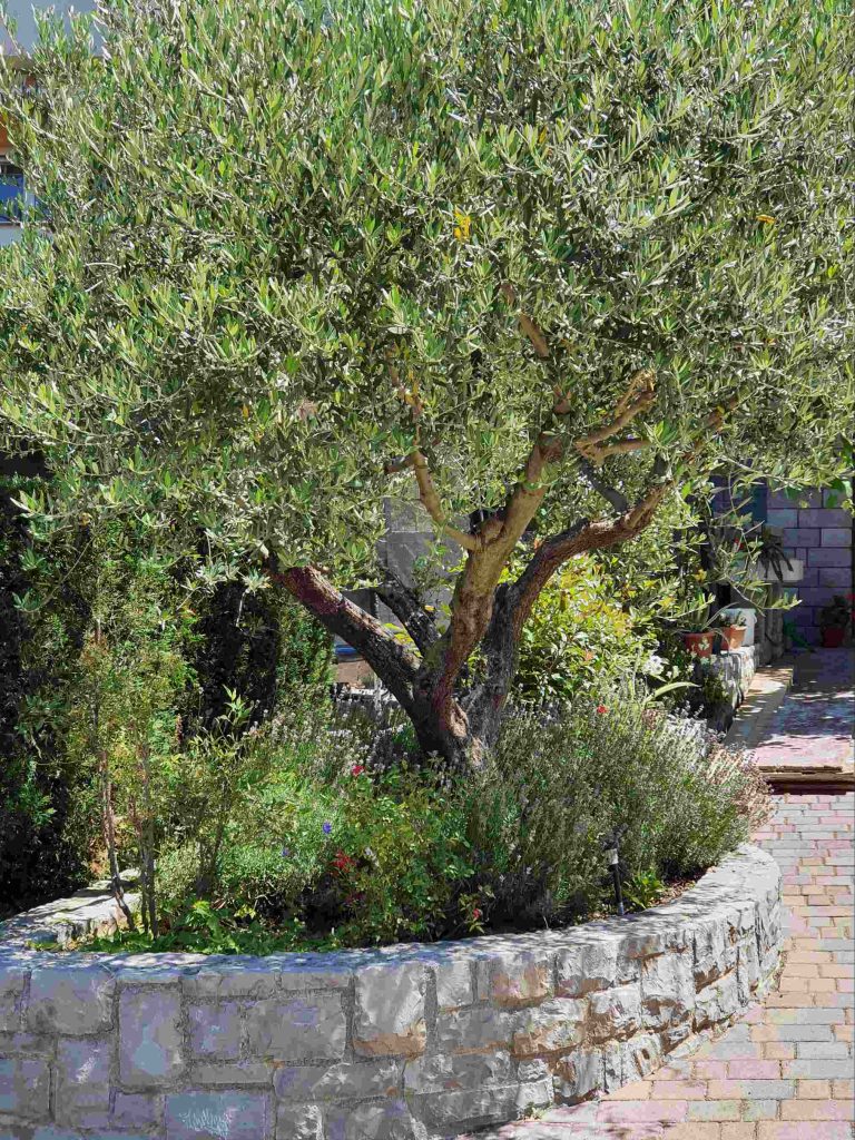Oljka (Olea europaea) kot osrednji element sredozemskega vrta