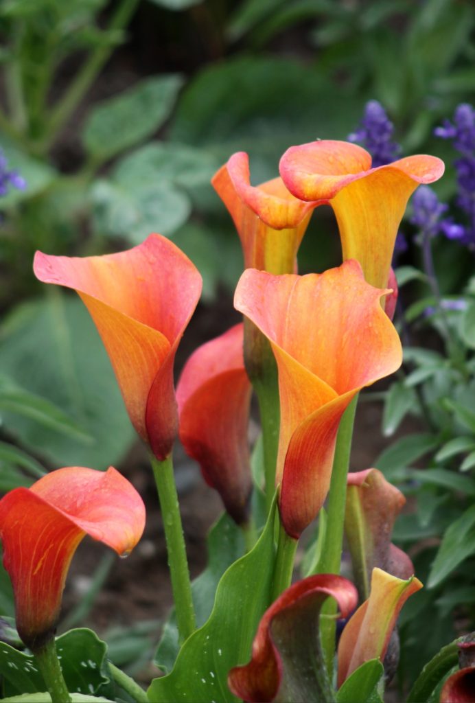 Oranžna kala (Zantedeschia aethiopica), Callista