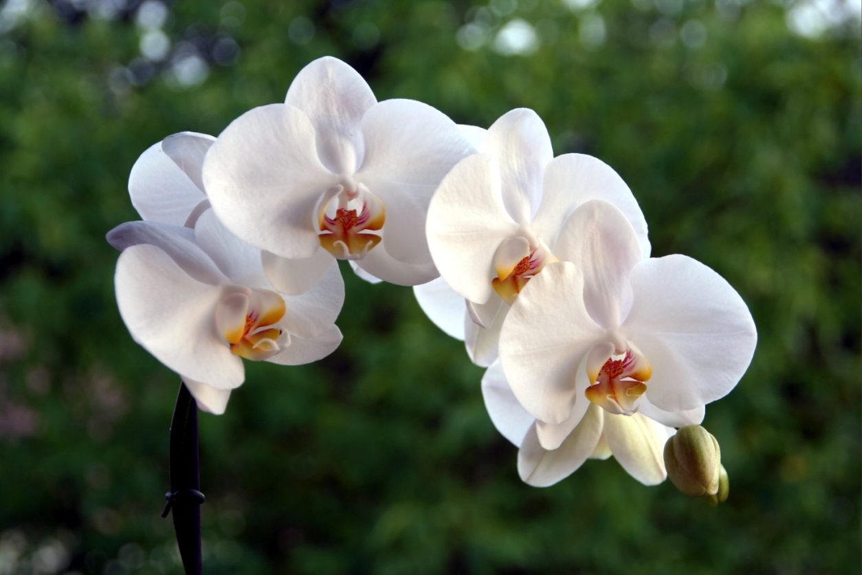 Orhideja Phalaenopsis z belimi cvetovi