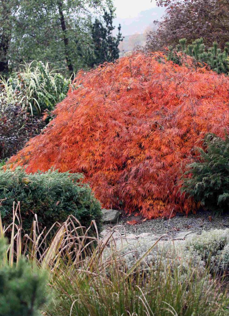 Pahljačasti 'Dissectum atropurpureum' z razrezanimi, v jeseni oranžnimi listi
