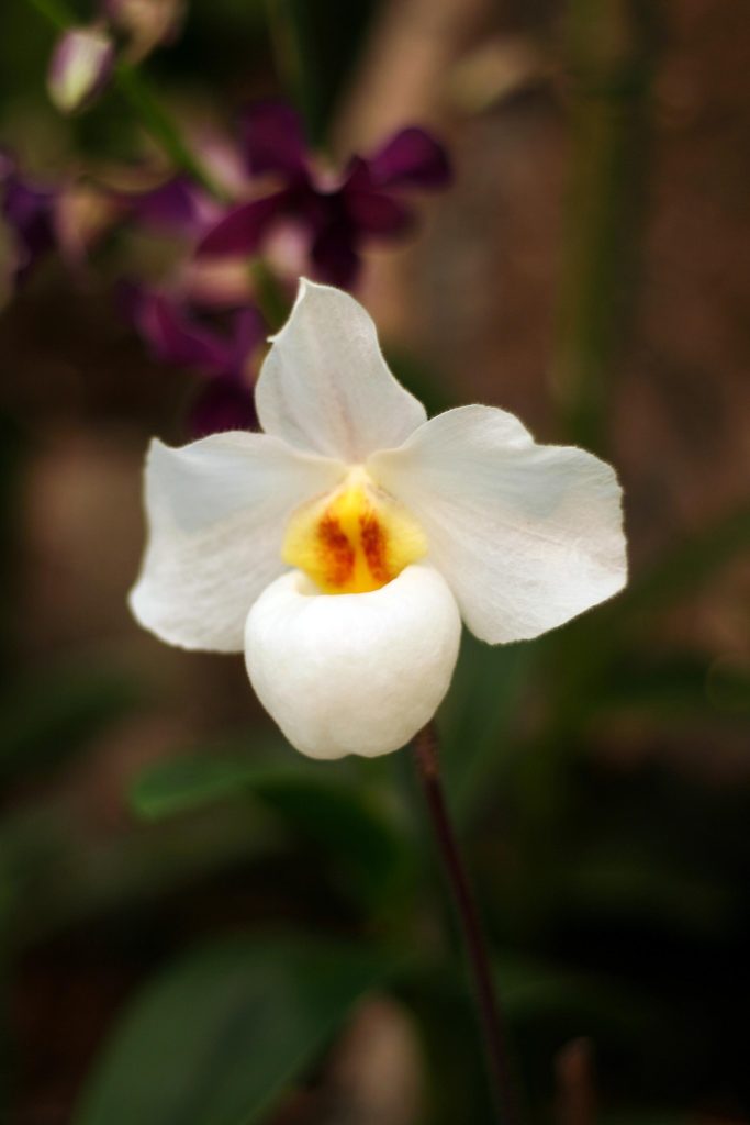 Paphiopedilum 'Armeni White'