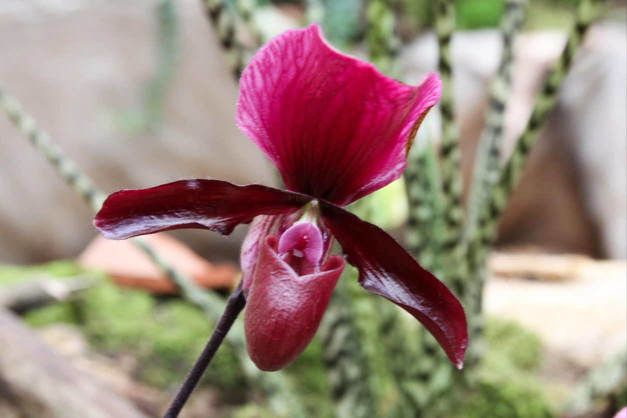 Paphiopedilum Black Jack