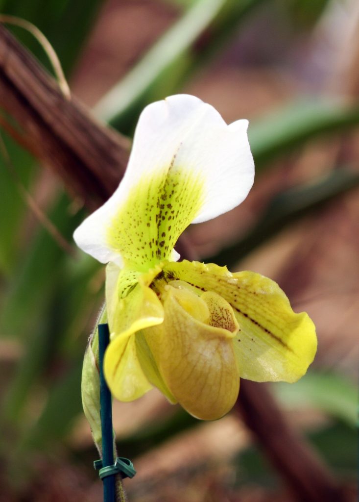 Paphiopedilum Elaine Gwenspur