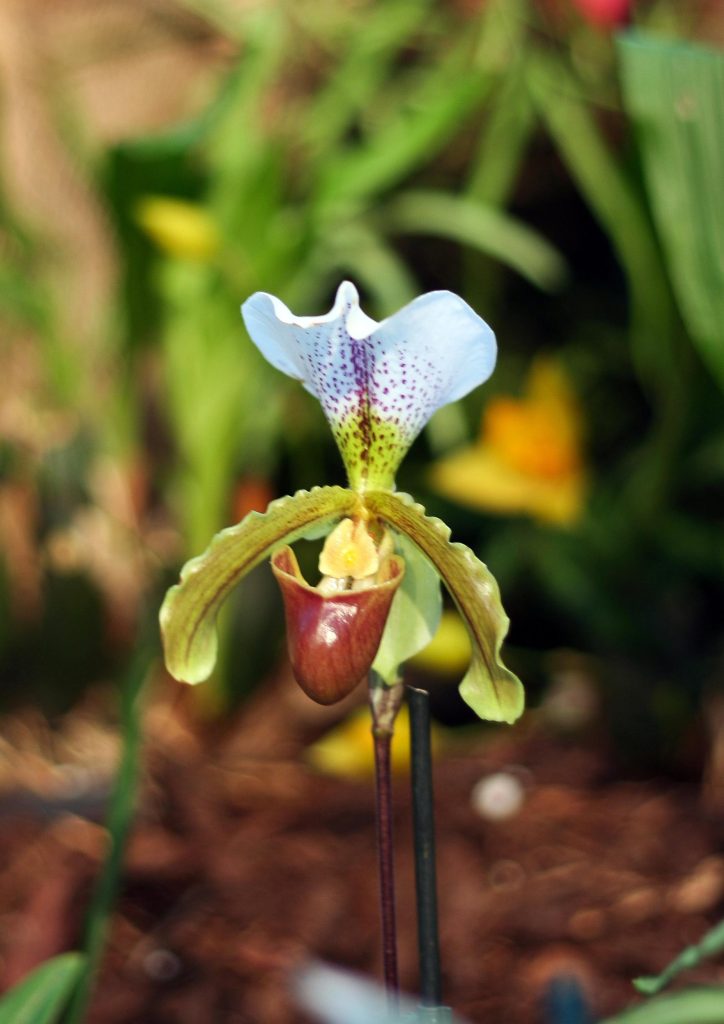 Paphiopedilum Leeanum