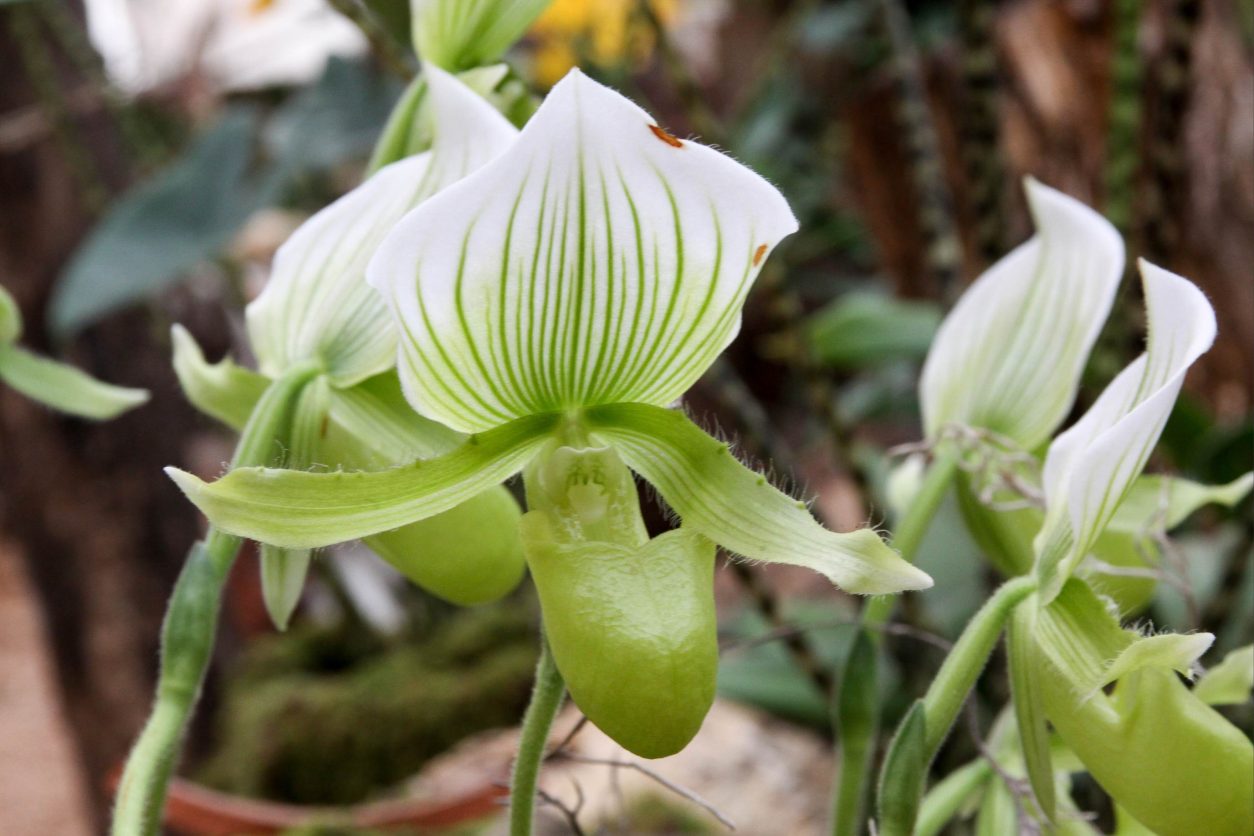 Paphiopedilum Maudiae 'Charlotte'