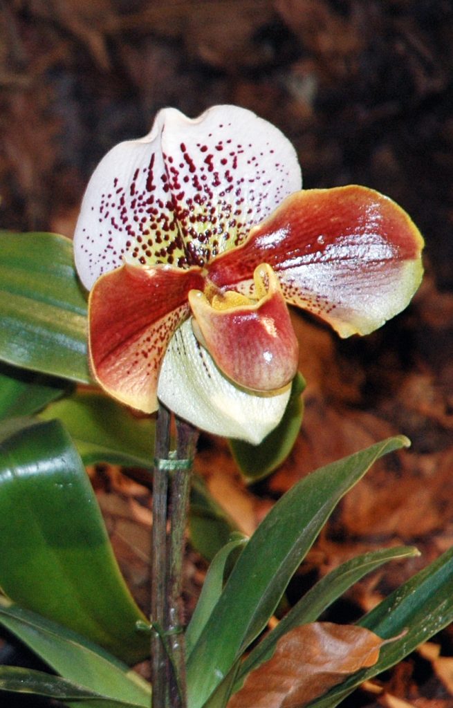 Paphiopedilum 'Pacific Ocean'