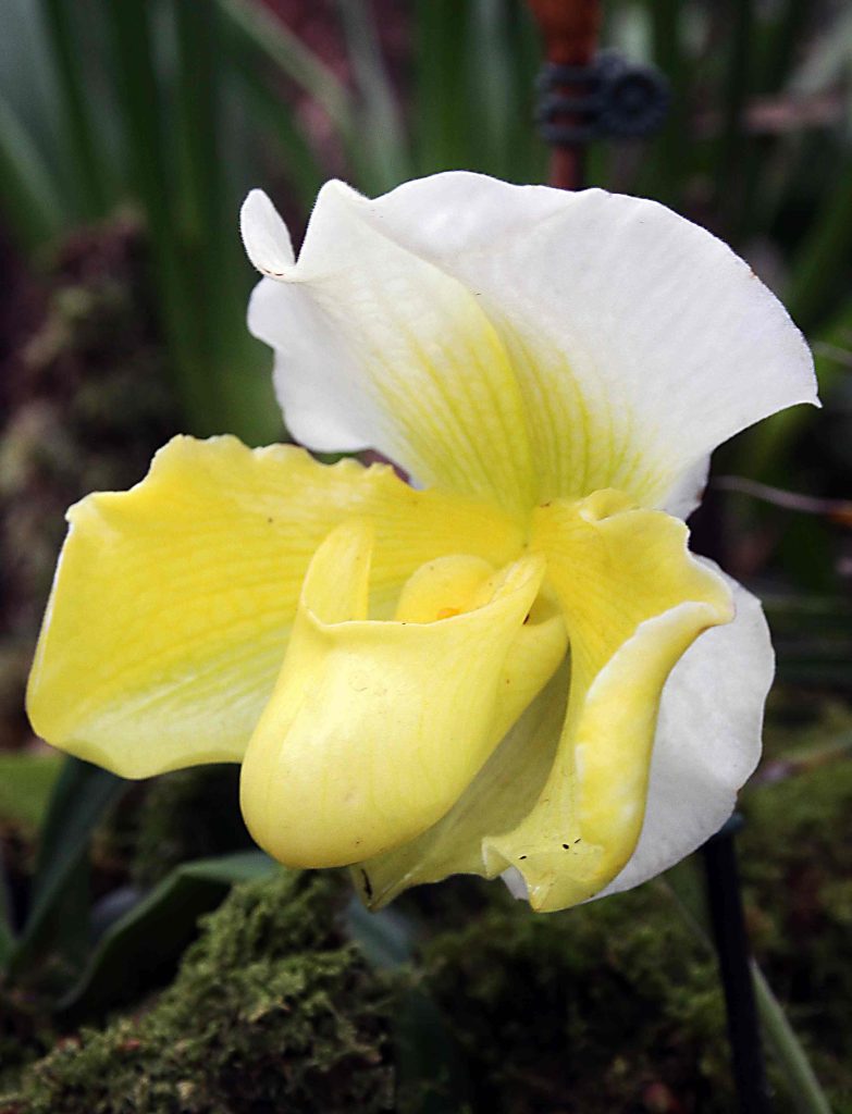 Paphiopedilum 'Satin Stone'