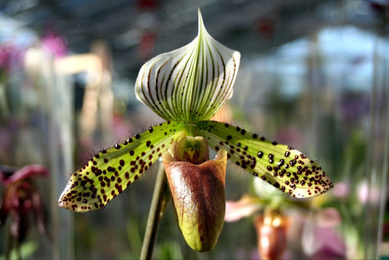 Paphiopedilum ali venerin čevelj