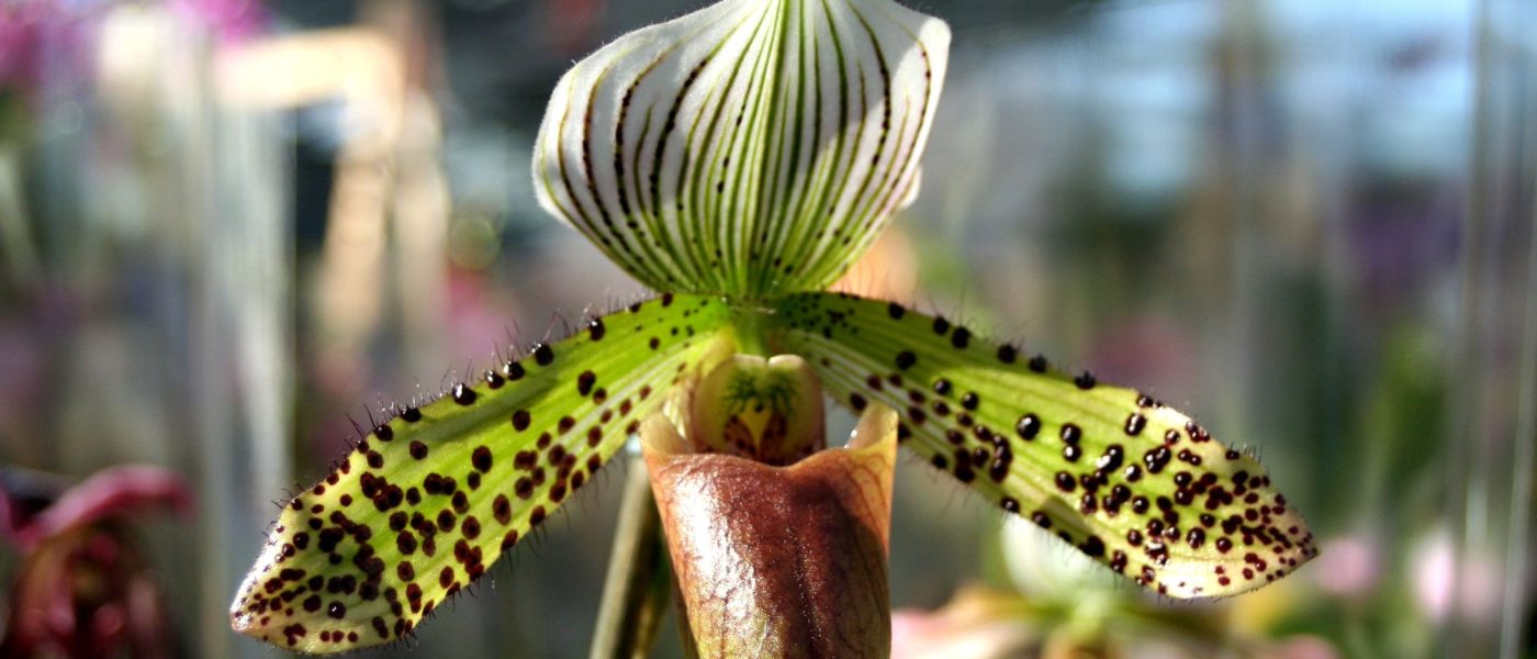 Paphiopedilum ali venerin čevelj