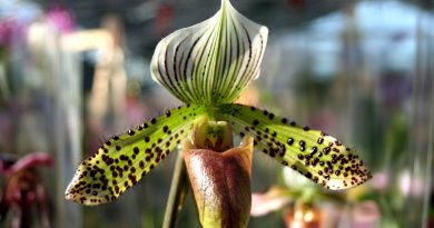 Paphiopedilum ali venerin čevelj