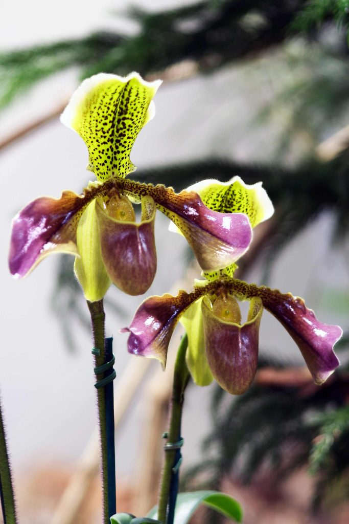 Paphiopedilum henryanum ´Van Dick´