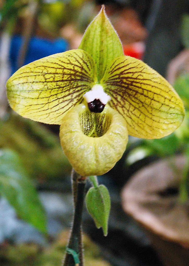 Paphiopedilum malipoense