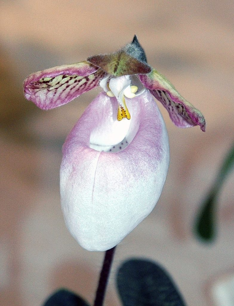 Paphiopedilum micranthum