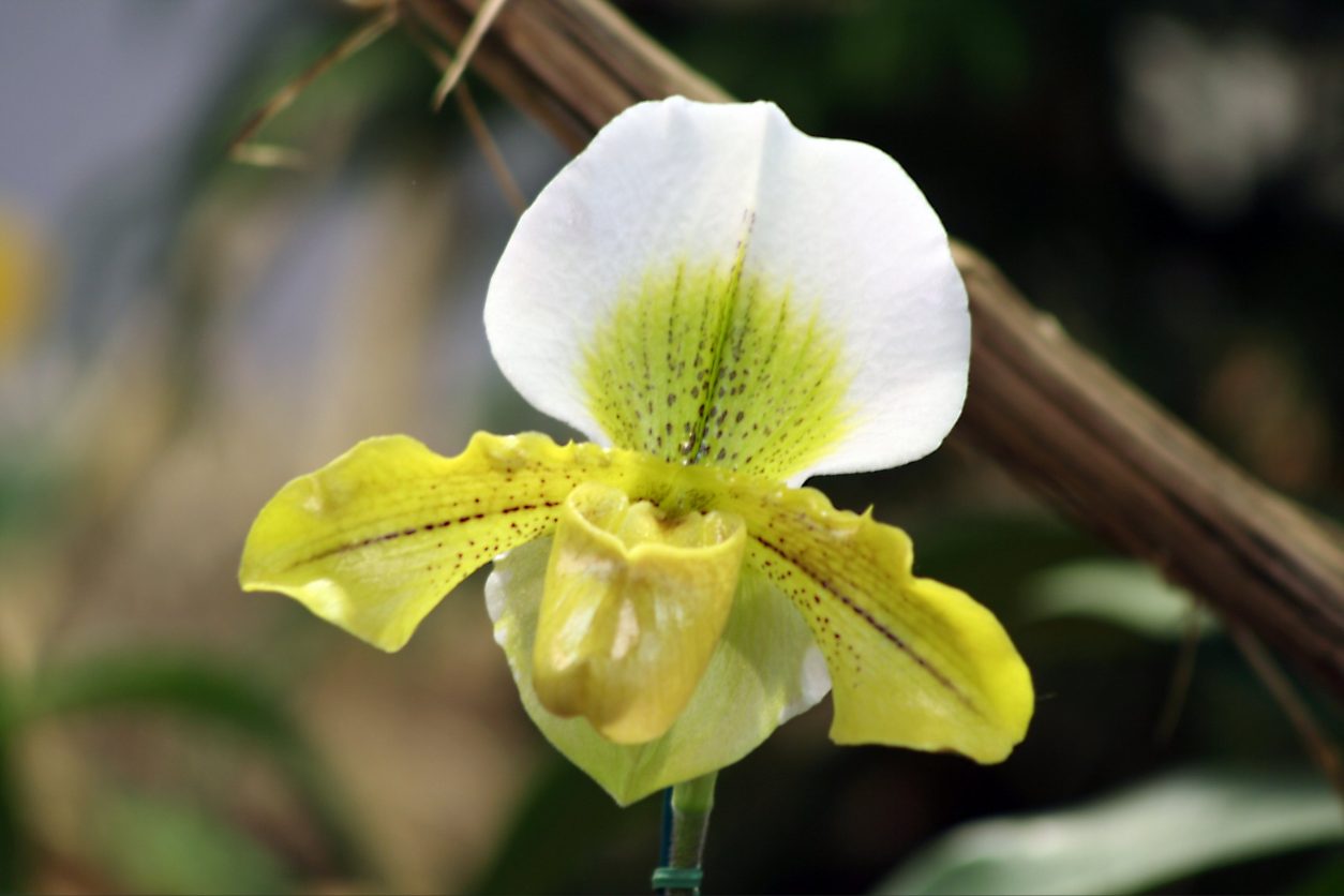 Paphiopedilum ´Elaine Gwenspur´