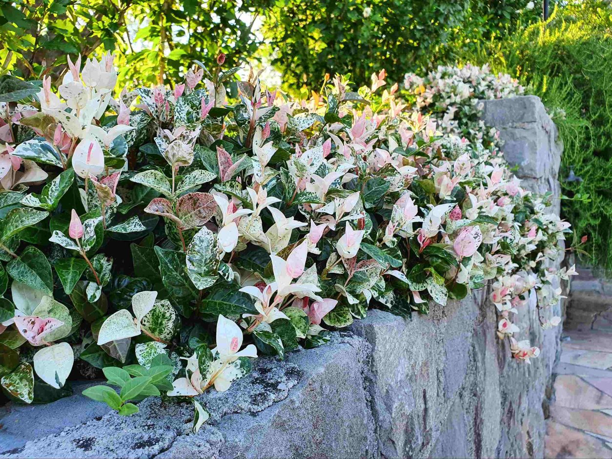 Pisanolistni azijski jasmin (Trachelospermum asiaticum ‘Tricolor’) je priljubljena talna pokrovnica