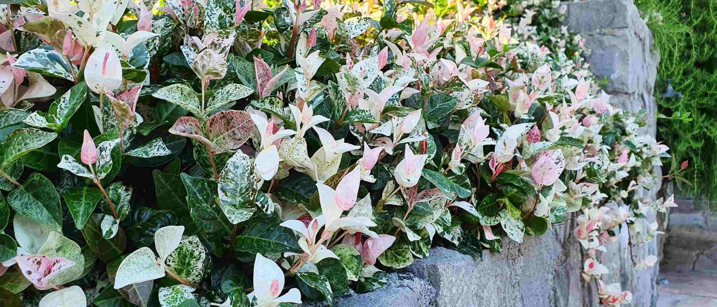 Pisanolistni azijski jasmin (Trachelospermum asiaticum ‘Tricolor’) je priljubljena talna pokrovnica