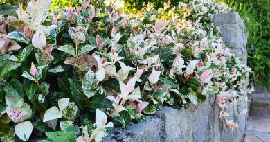 Pisanolistni azijski jasmin (Trachelospermum asiaticum ‘Tricolor’) je priljubljena talna pokrovnica
