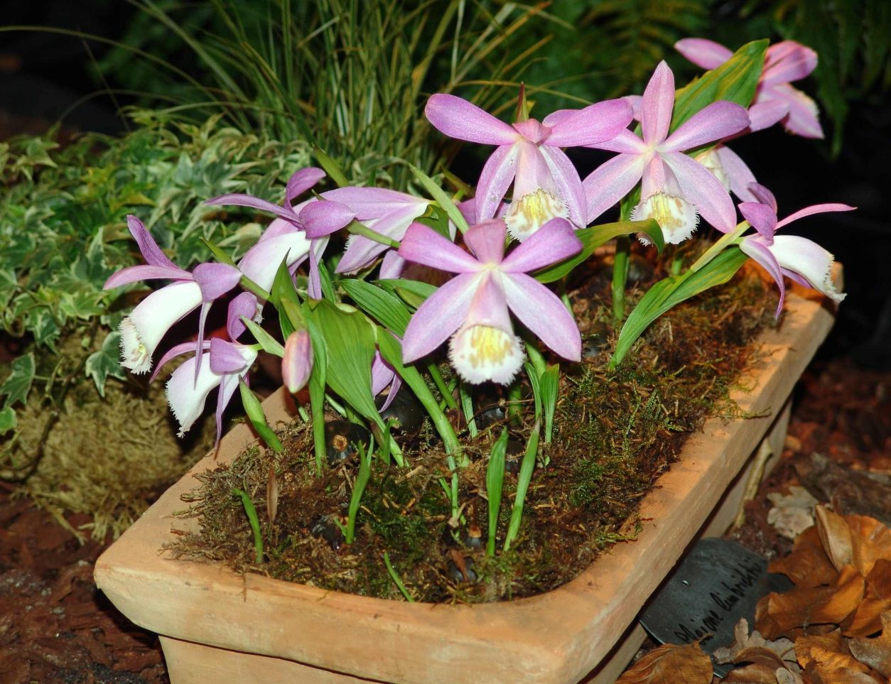 Pleione bulbocodioides je čudovita izbira za ljubitelje orhidej