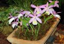Pleione bulbocodioides je čudovita izbira za ljubitelje orhidej