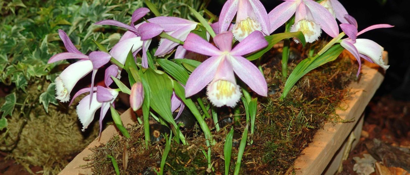 Pleione bulbocodioides je čudovita izbira za ljubitelje orhidej