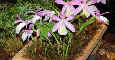 Pleione bulbocodioides je čudovita izbira za ljubitelje orhidej