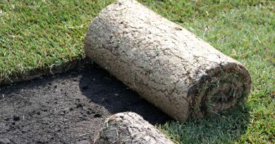 Polaganje travne ruše iz role omogoča hiter nastanek enakomerne zelene površine